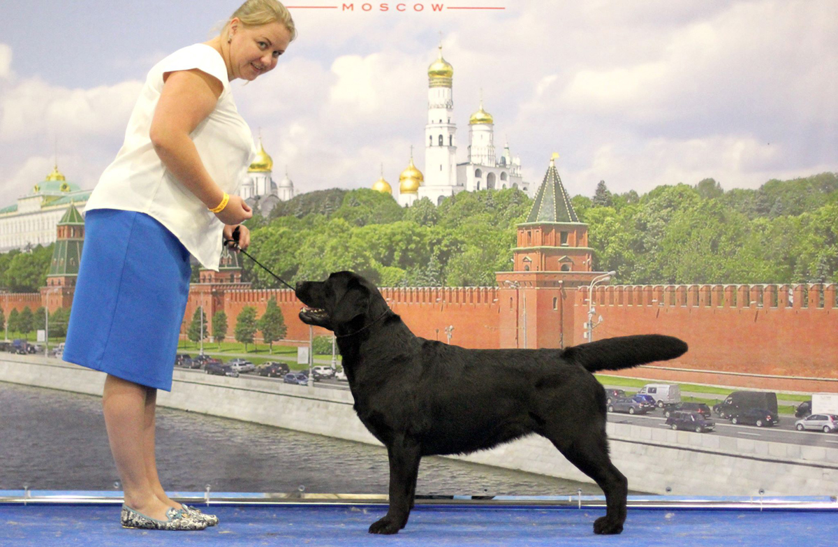 Stella Amore Brigida Nikoletta  на World Dog Show-2016 в Москве 
