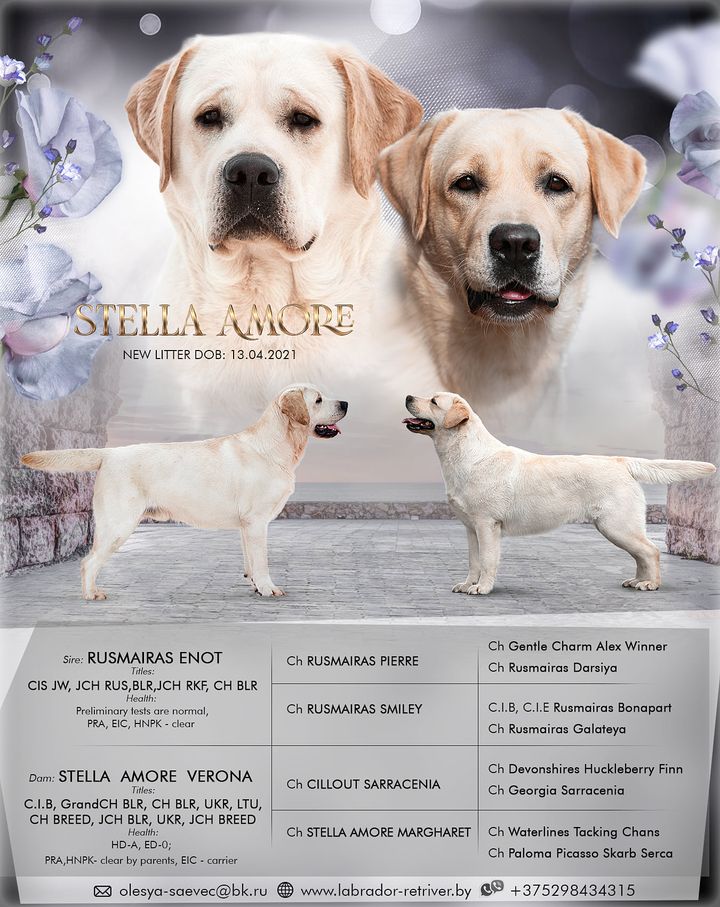 puppies Stella Amore