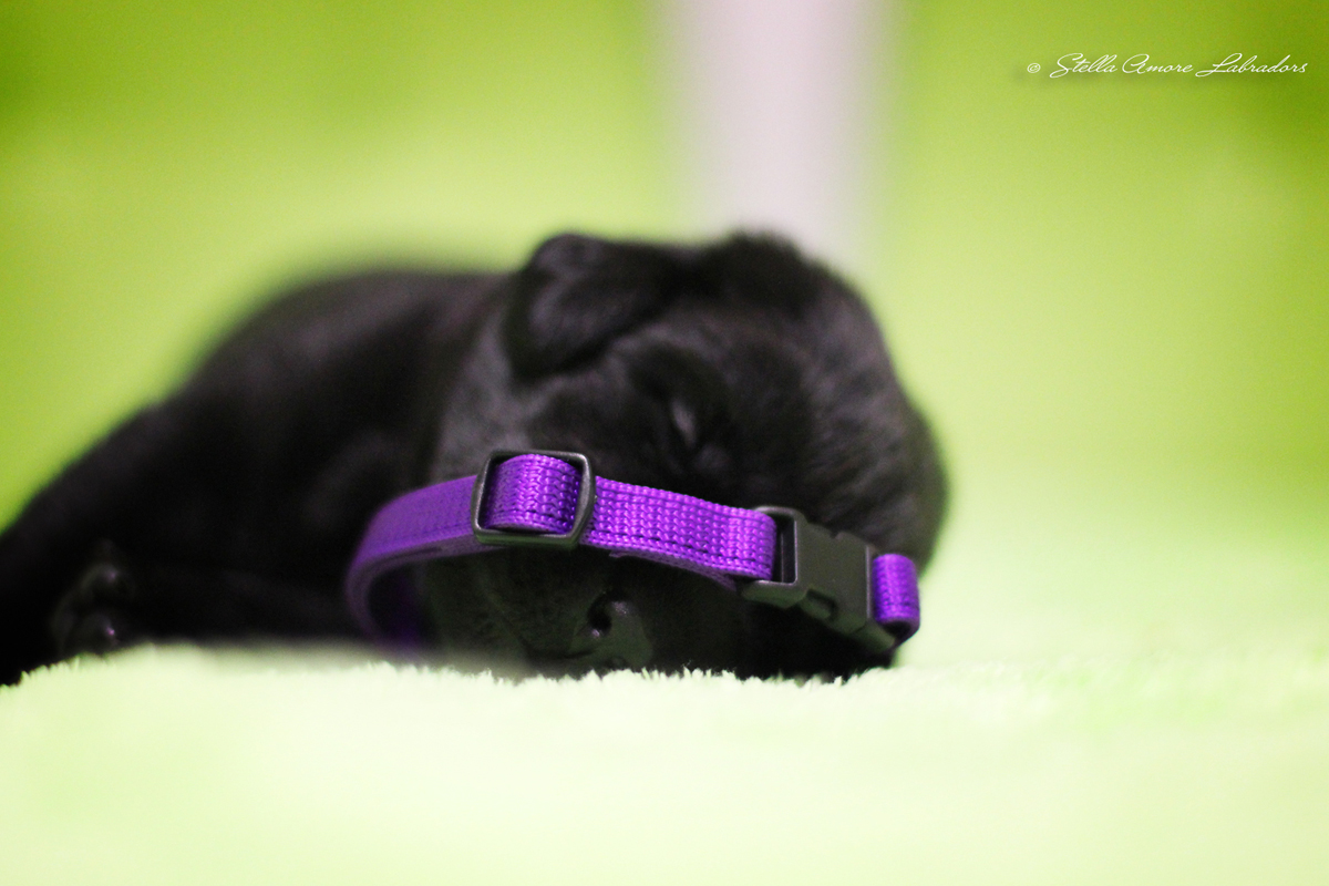 щенок лабрадора ретривера девочка фиолетовая лента 13 дней