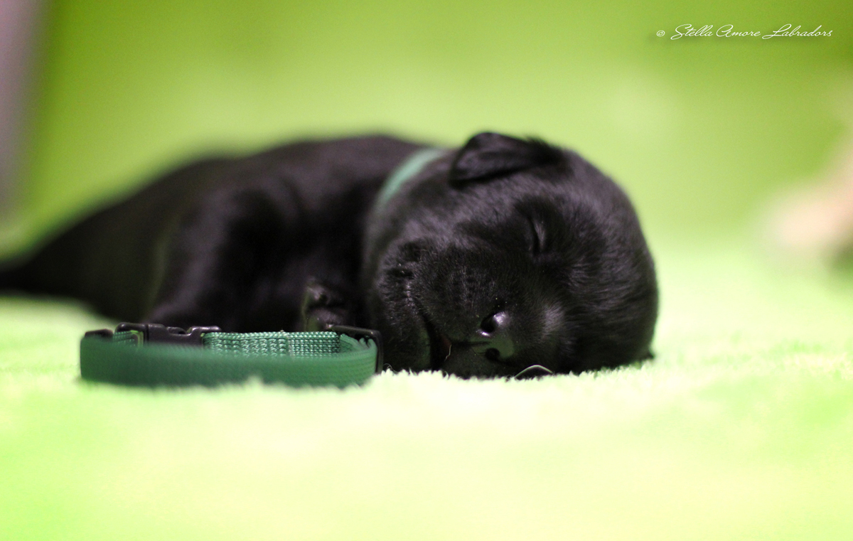щенок лабрадора ретривера мальчик зеленая лента 13 дней